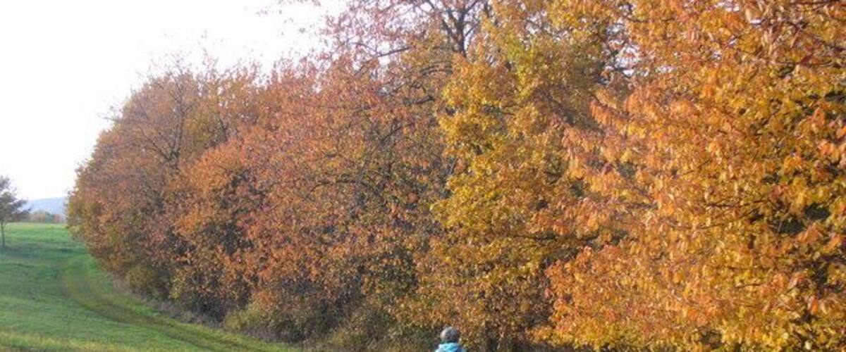 A person walking on a grassy path surrounded by trees with autumn foliage.