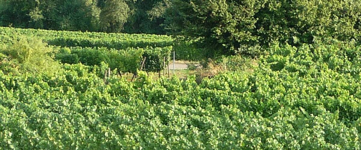 A castle surrounded by vineyards and lush greenery.