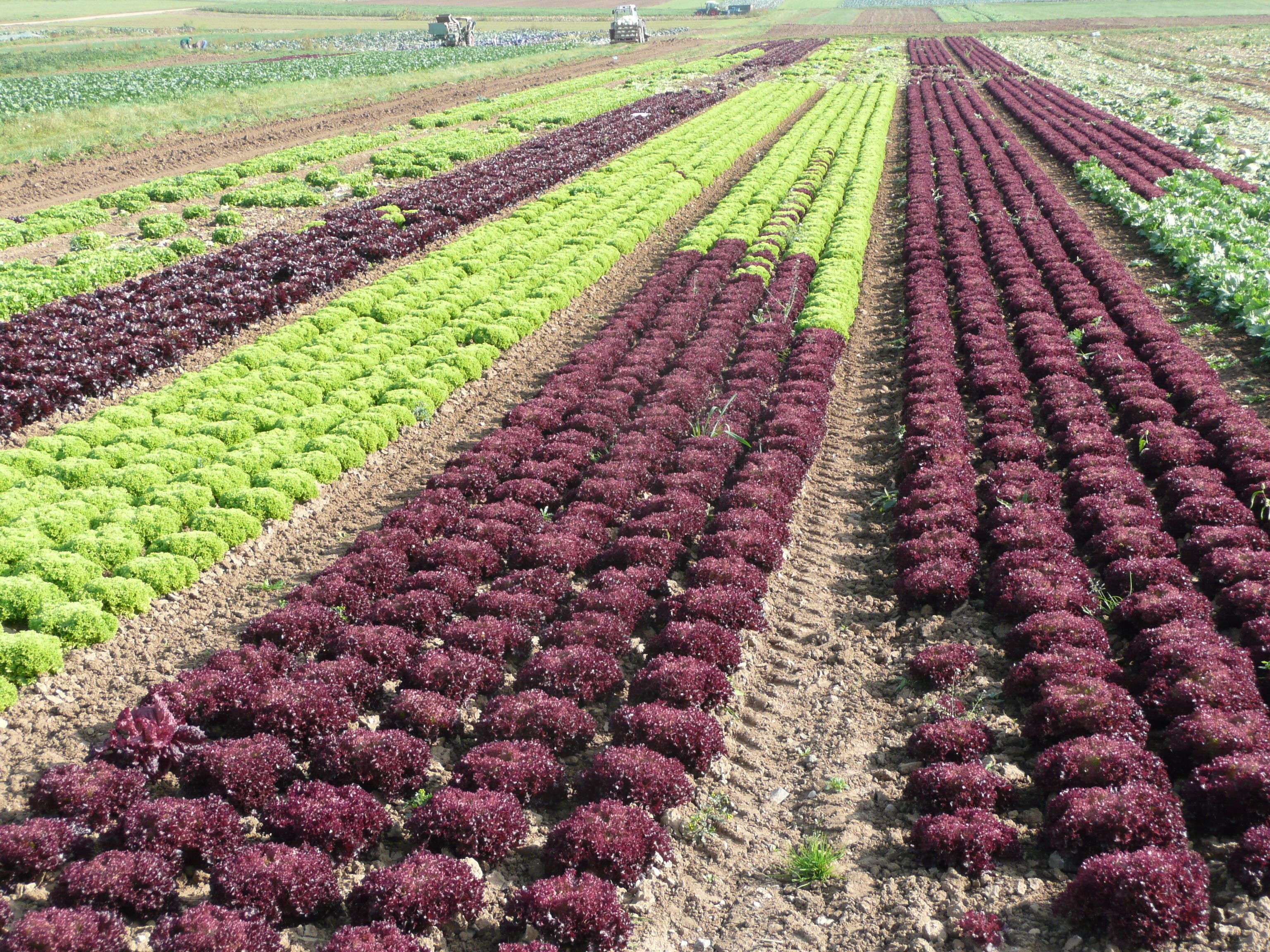Lettuce, Filderkraut (bei Neuhausen)