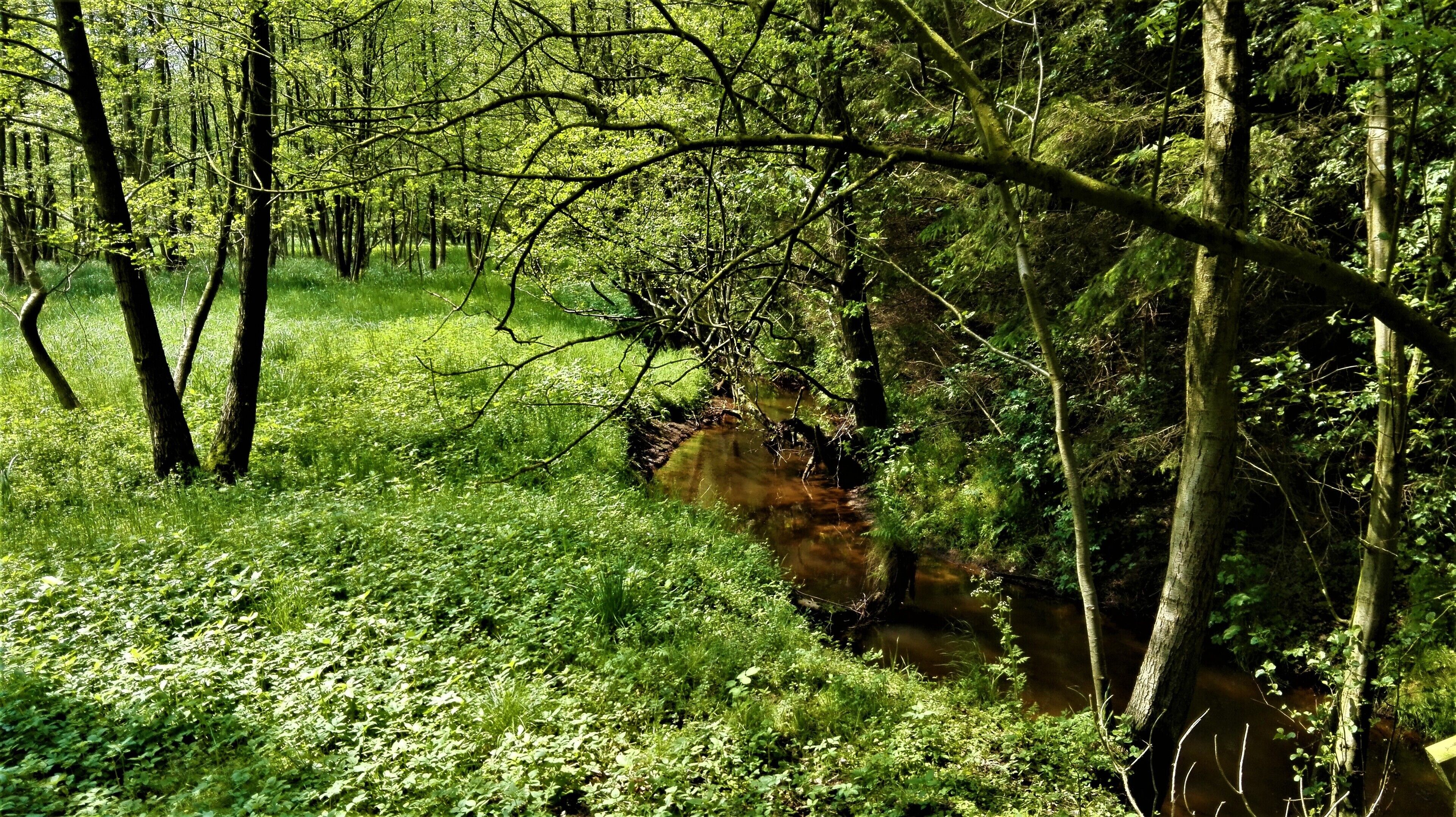 A forest with a stream.