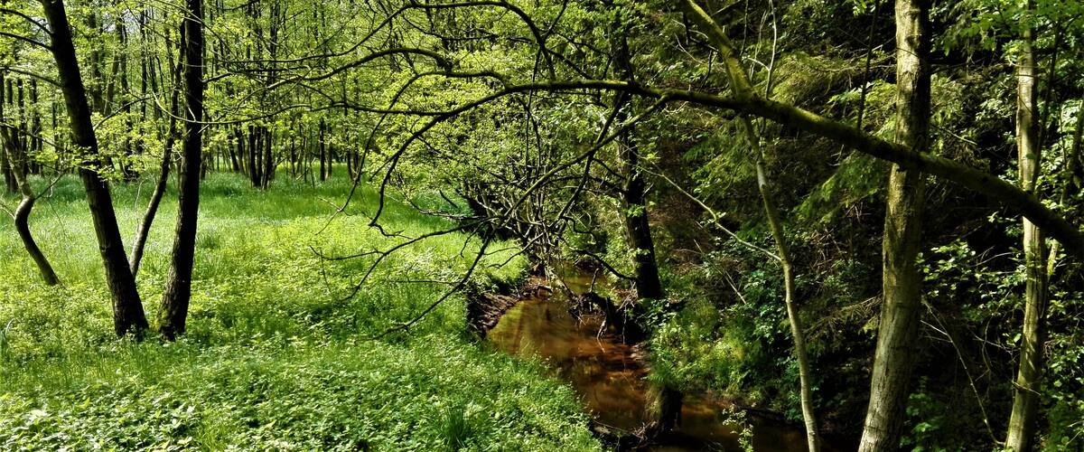 A forest with a stream.