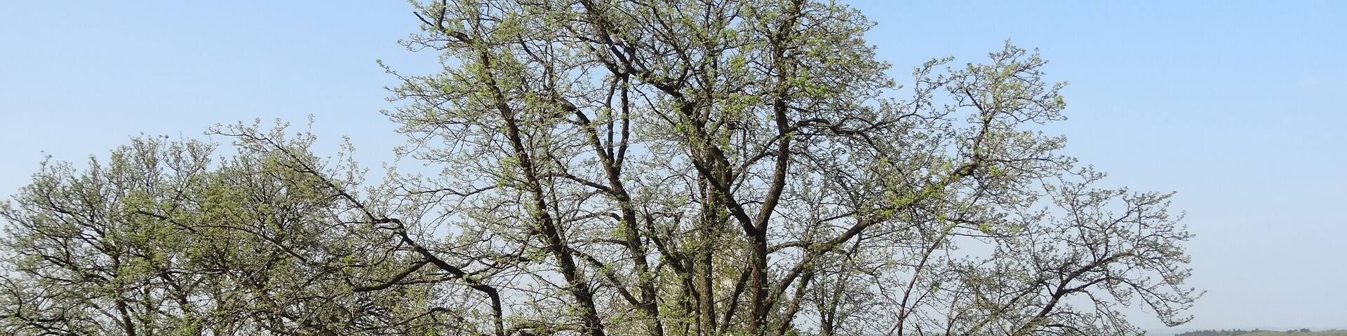 Speierling südlich (Trais-Münzenberg)