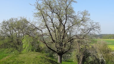 Eine Landschaft mit einem markanten Baum im Zentrum, umgeben von üppigem Grün und weiteren Bäumen.