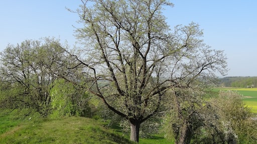 Speierling südlich (Trais-Münzenberg)