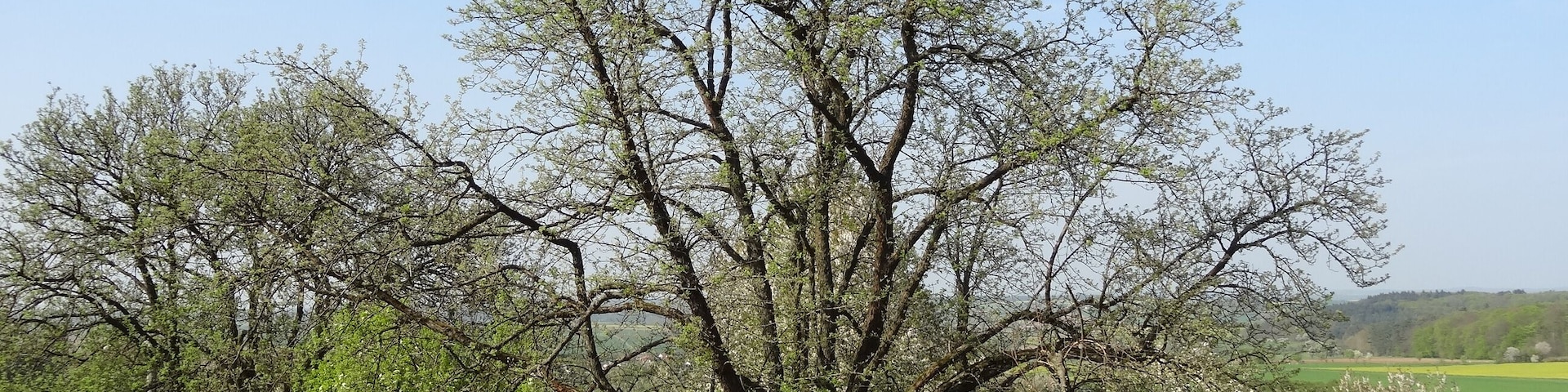 Speierling südlich (Trais-Münzenberg)