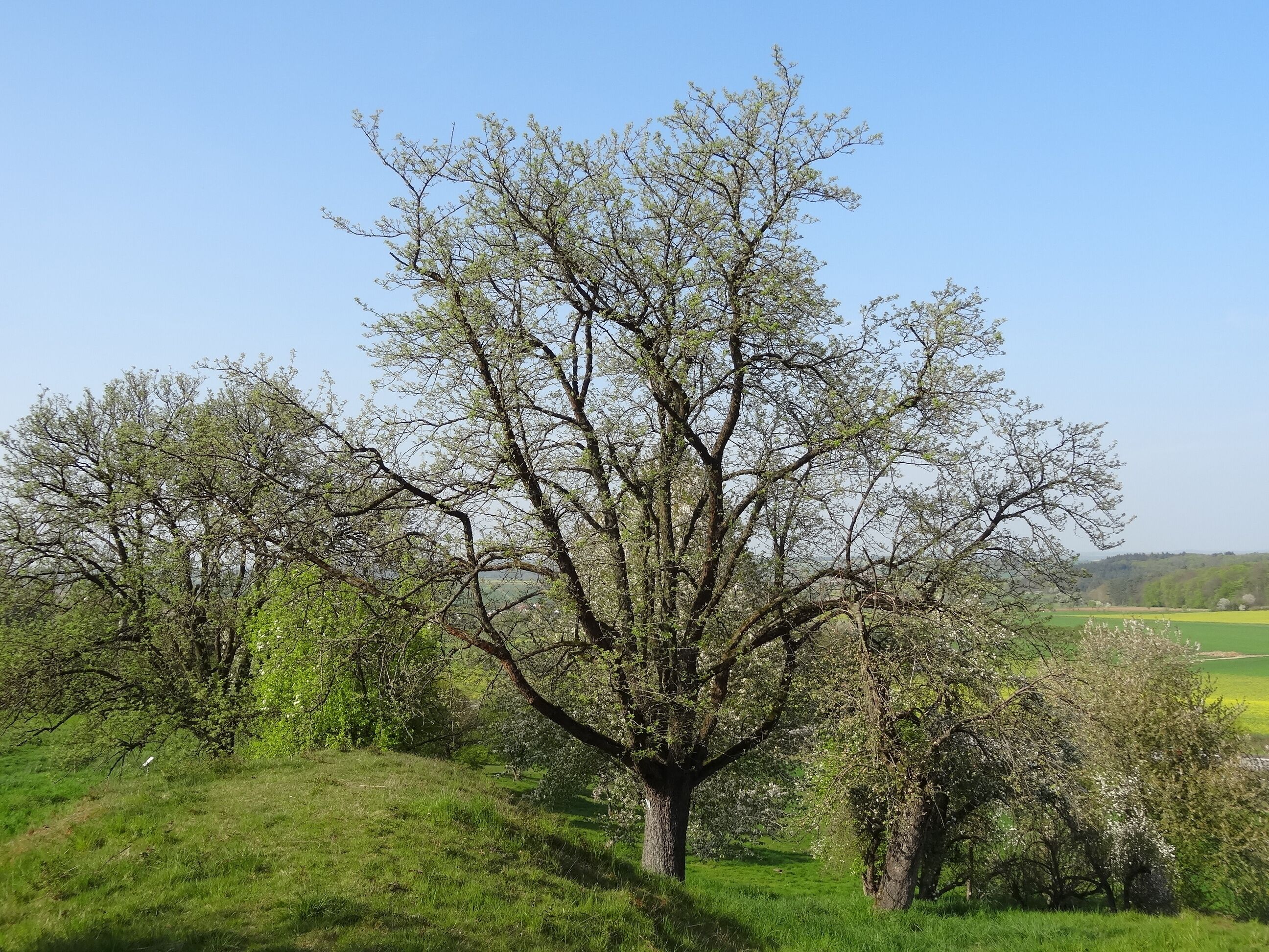 A landscape with a prominent tree in the center, surrounded by lush green grass and other trees.