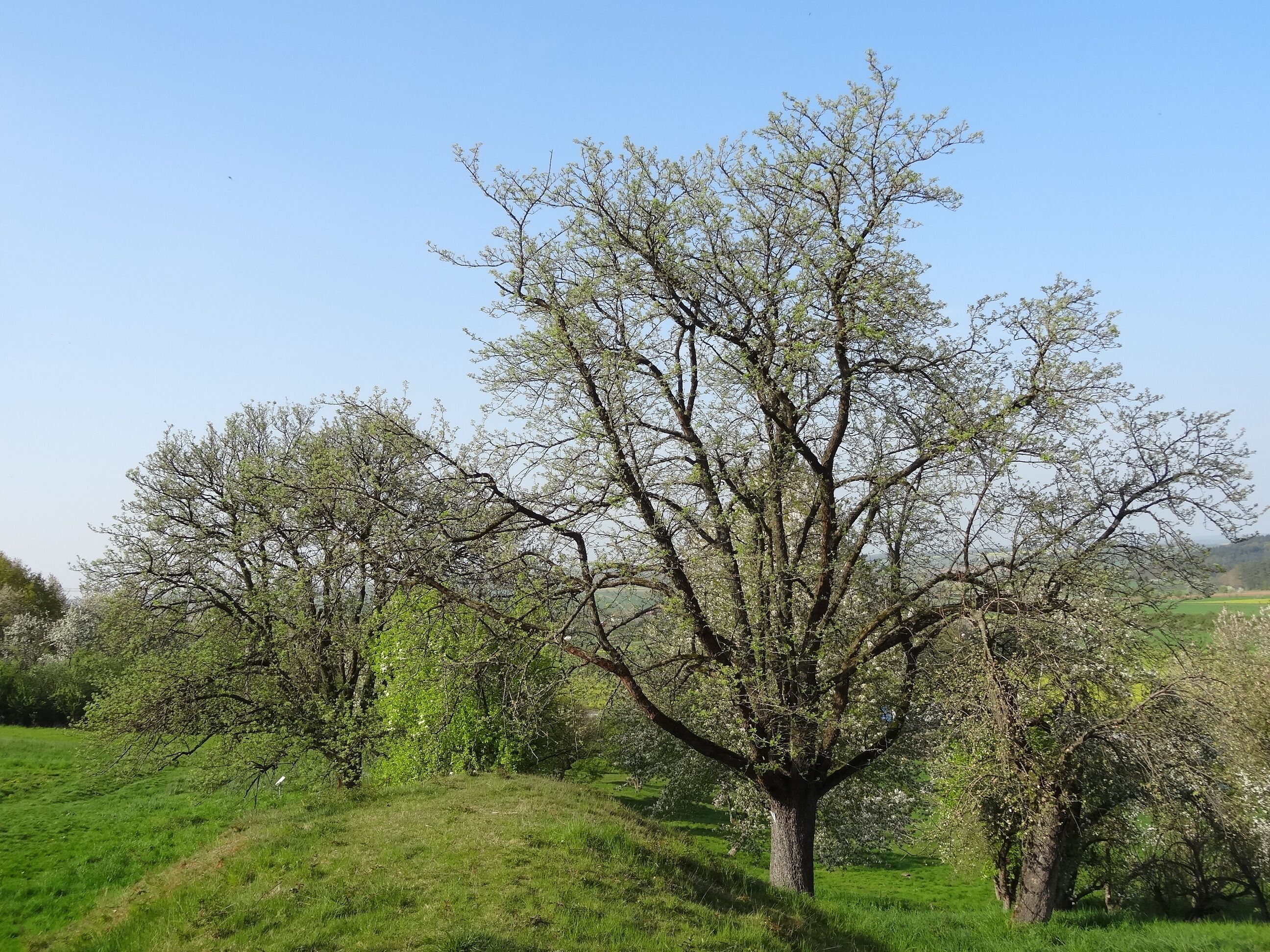 Speierlinge (Trais-Münzenberg)