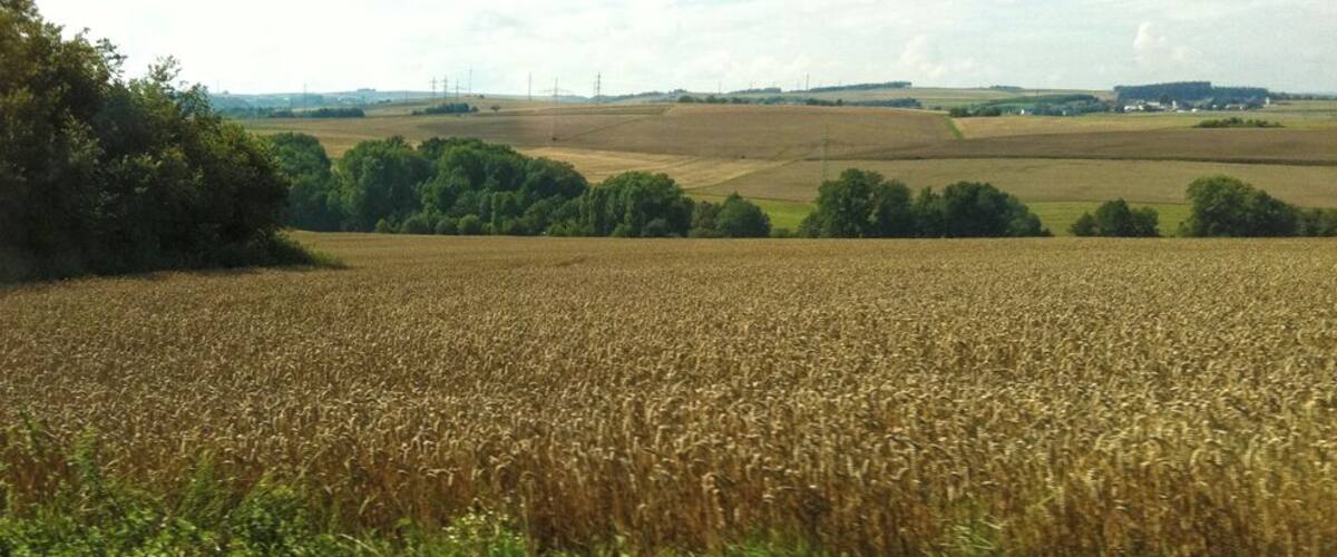 A vast wheat field with a line of trees in the foreground and a distant view of a power line tower.