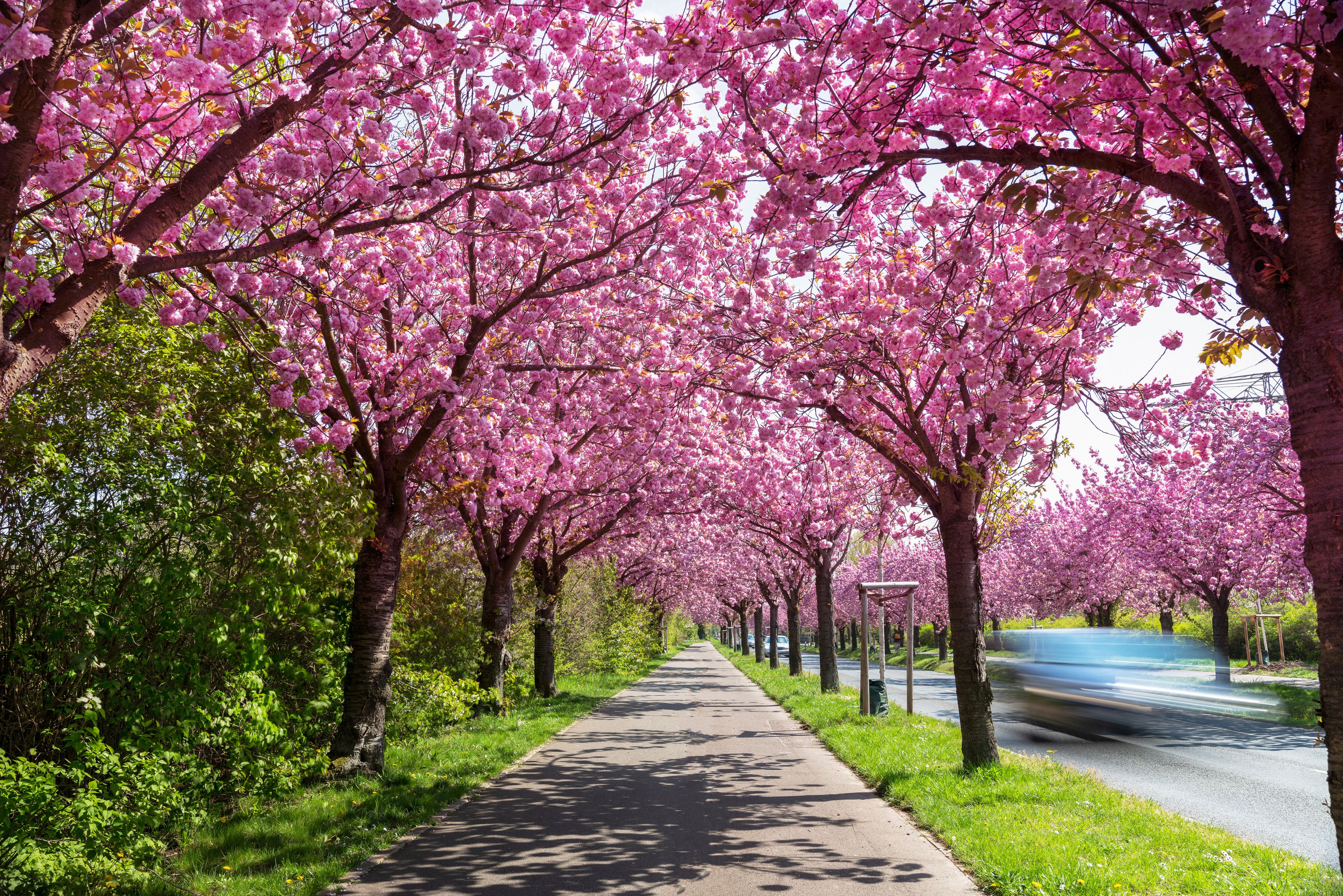 A tree-lined pathway with pink blossoms, a clear sky, and a moving vehicle.
