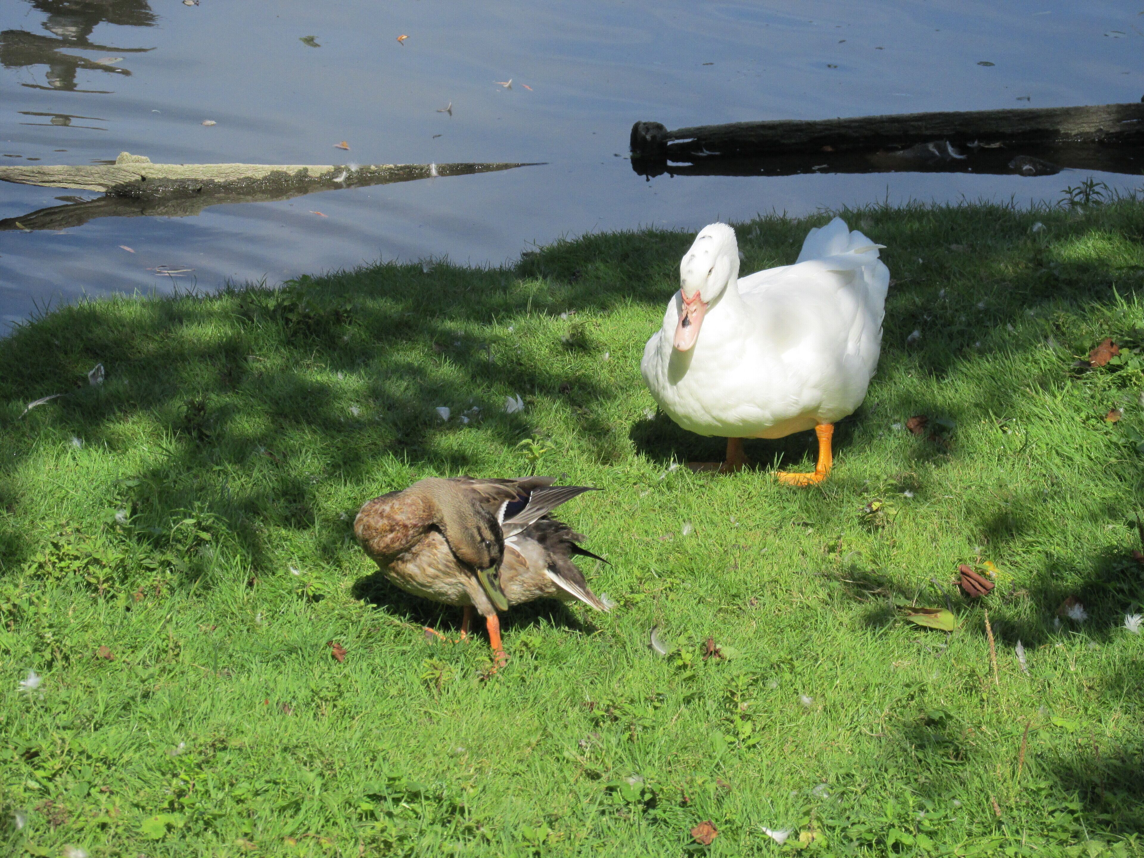 Entensee - Muggensturm