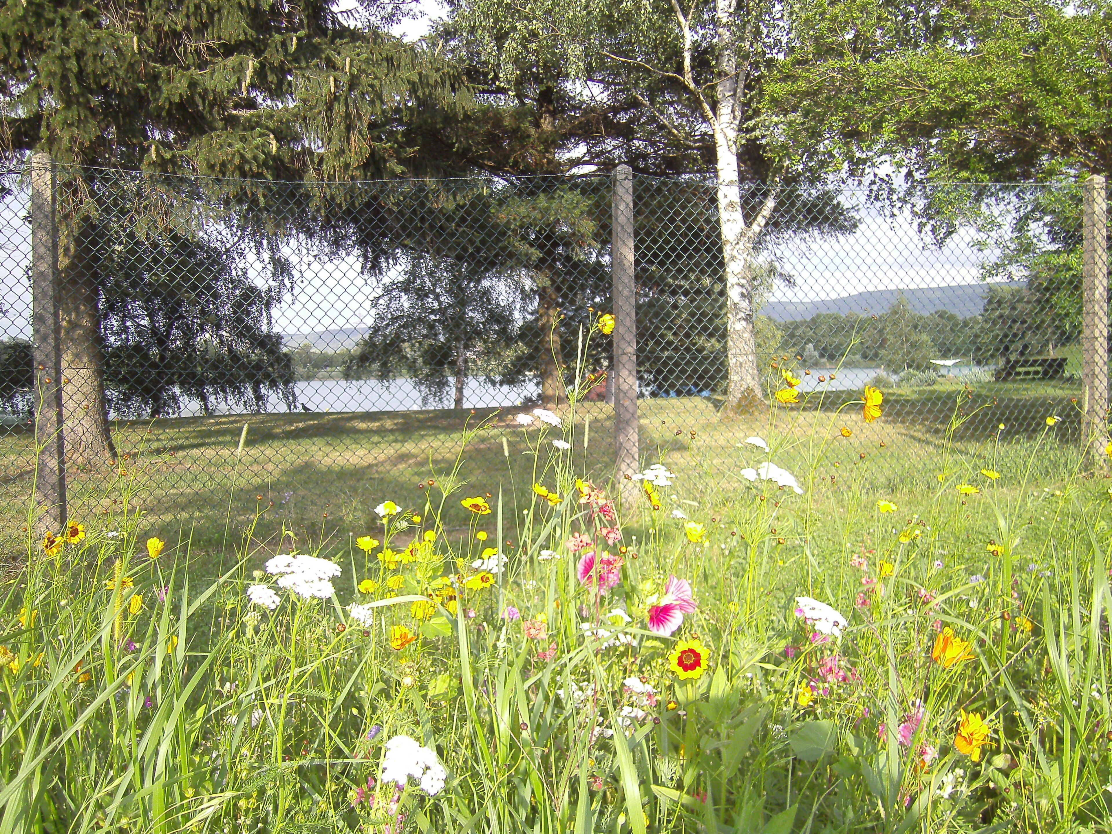 A grassy field with various wildflowers and trees in the background.