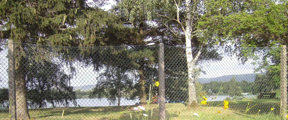 A grassy field with various wildflowers and trees in the background.