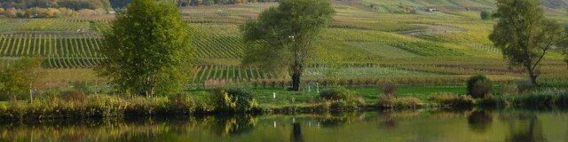 Das Moseltal bei Mesenich