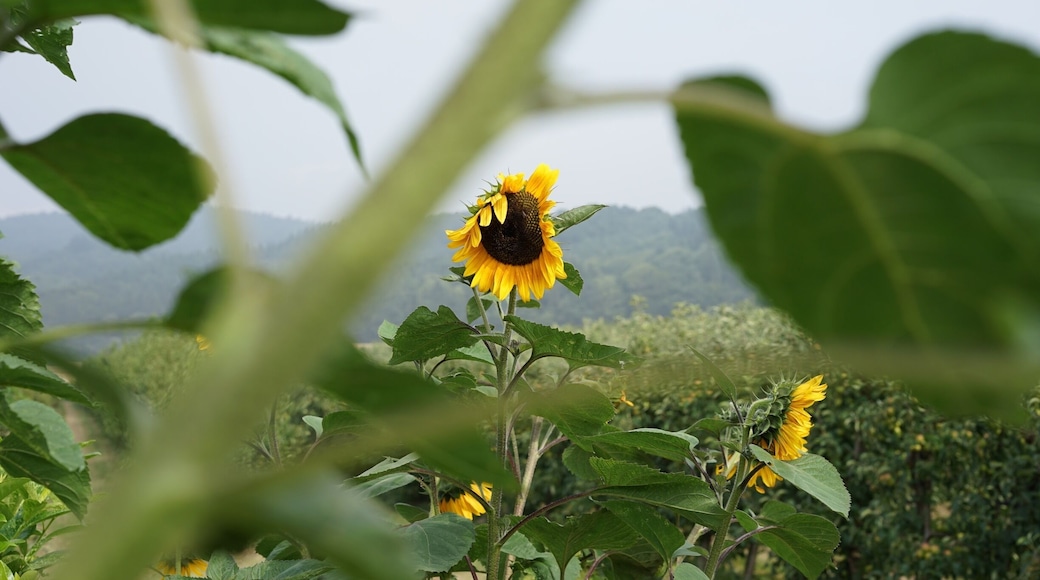 Close to Maria Laach lake