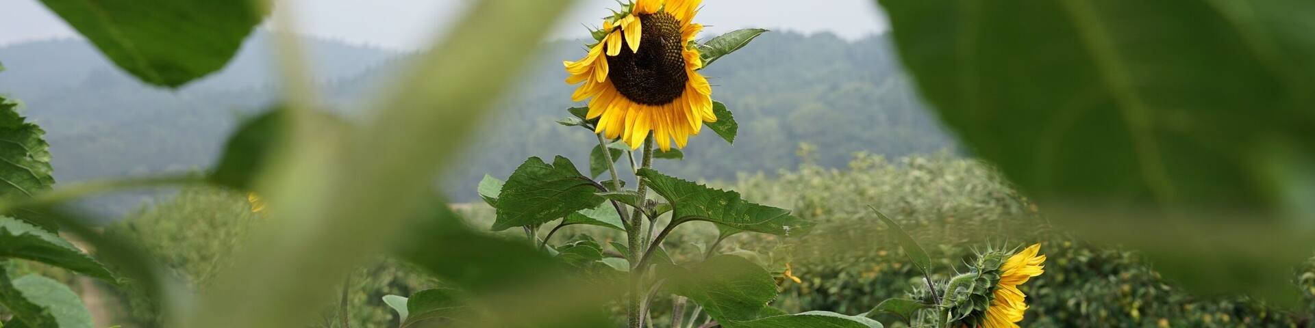 Close to Maria Laach lake