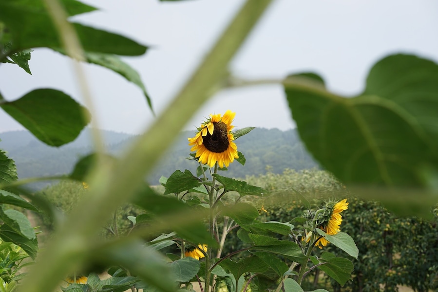Close to Maria Laach lake
