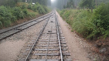 A railway track surrounded by dense forest and mist.