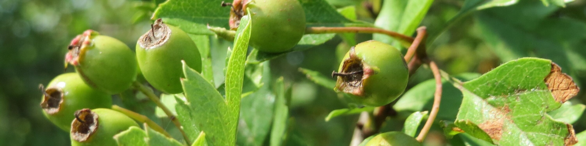 Eingriffeliger Weißdorn (Crataegus monogyna) im Naturschutzgebiet Mürmes