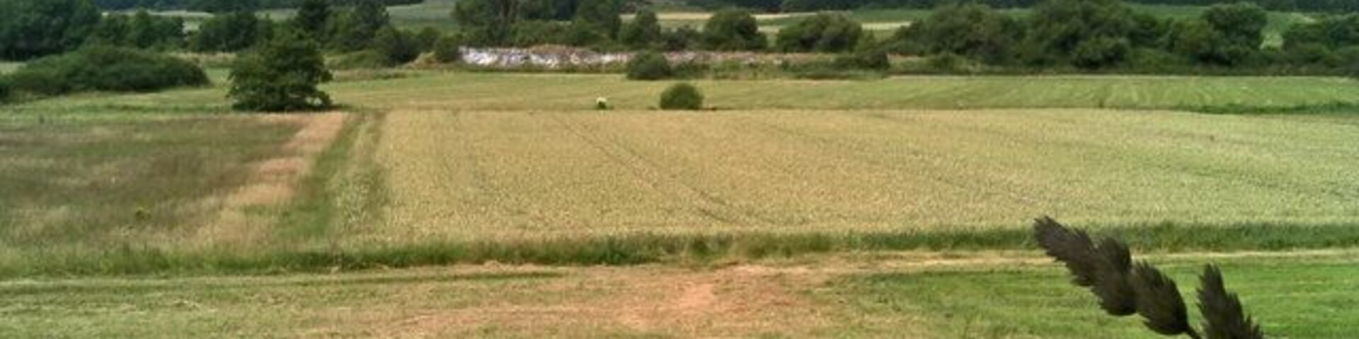 Felder mit wald jenseits