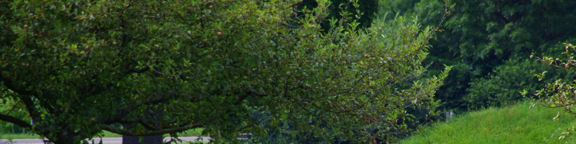 Ein Weißstorch (Ciconia ciconia) in den Taubenwiesen nördlich des zu Markgröningen gehörenden Unterriexingen.