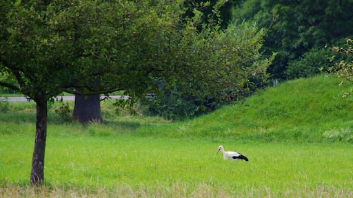 Ein Weißstorch (Ciconia ciconia) in den Taubenwiesen nördlich des zu Markgröningen gehörenden Unterriexingen.