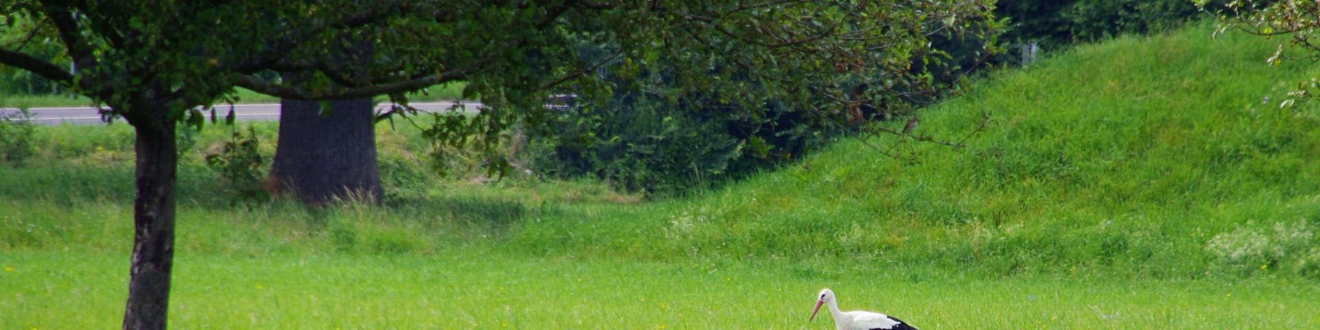 Ein Weißstorch (Ciconia ciconia) in den Taubenwiesen nördlich des zu Markgröningen gehörenden Unterriexingen.