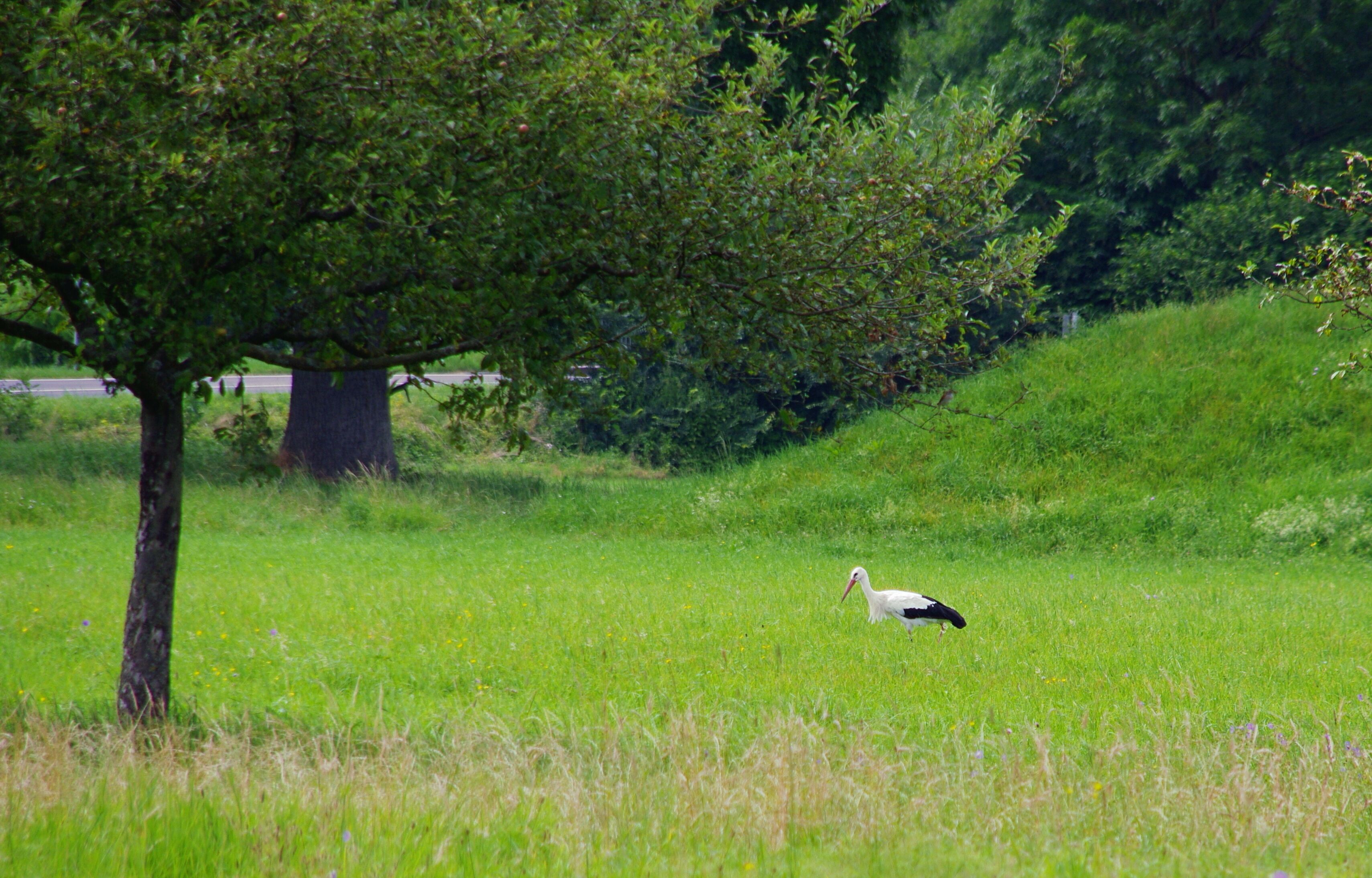 A white bird with a long beak and black tail feathers standing in a grassy field with a large tree in the background.