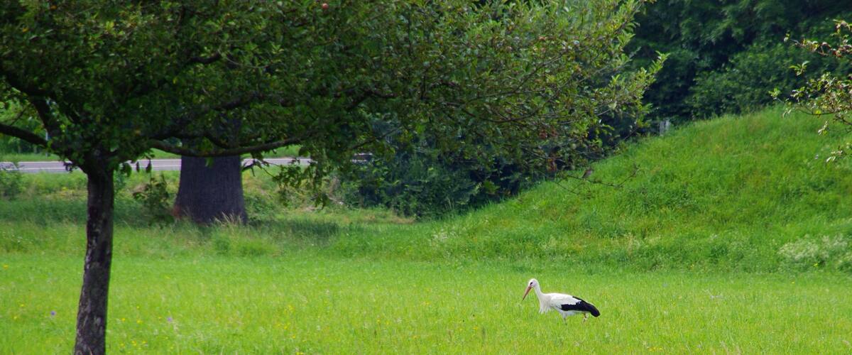 A white bird with a long beak and black tail feathers standing in a grassy field with a large tree in the background.