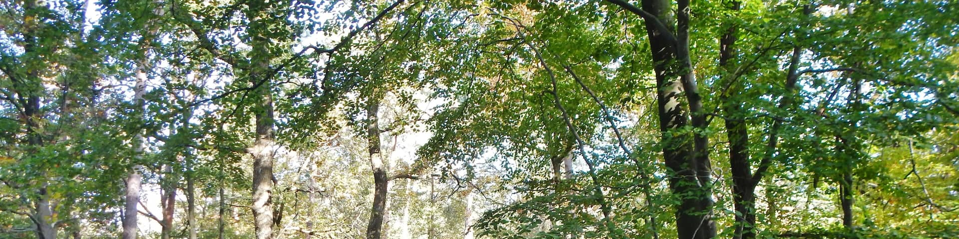 Naturpark und Biosphärenreservat Pfälzerwald