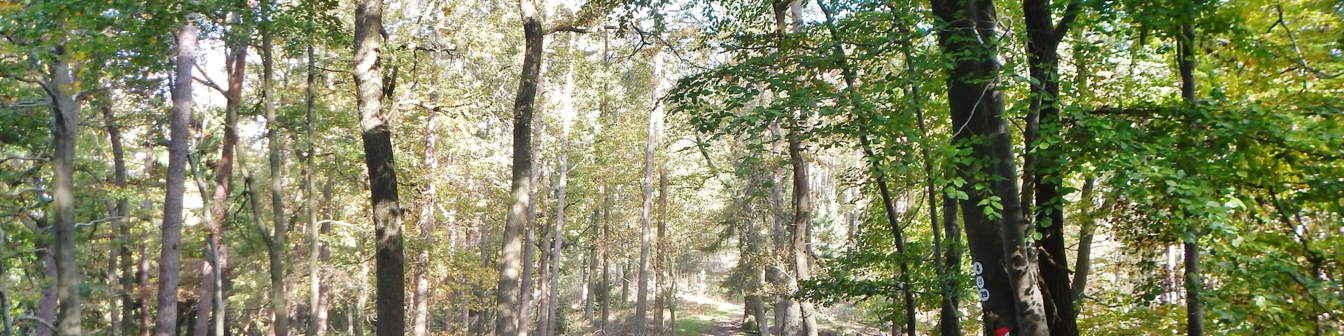 Naturpark und Biosphärenreservat Pfälzerwald