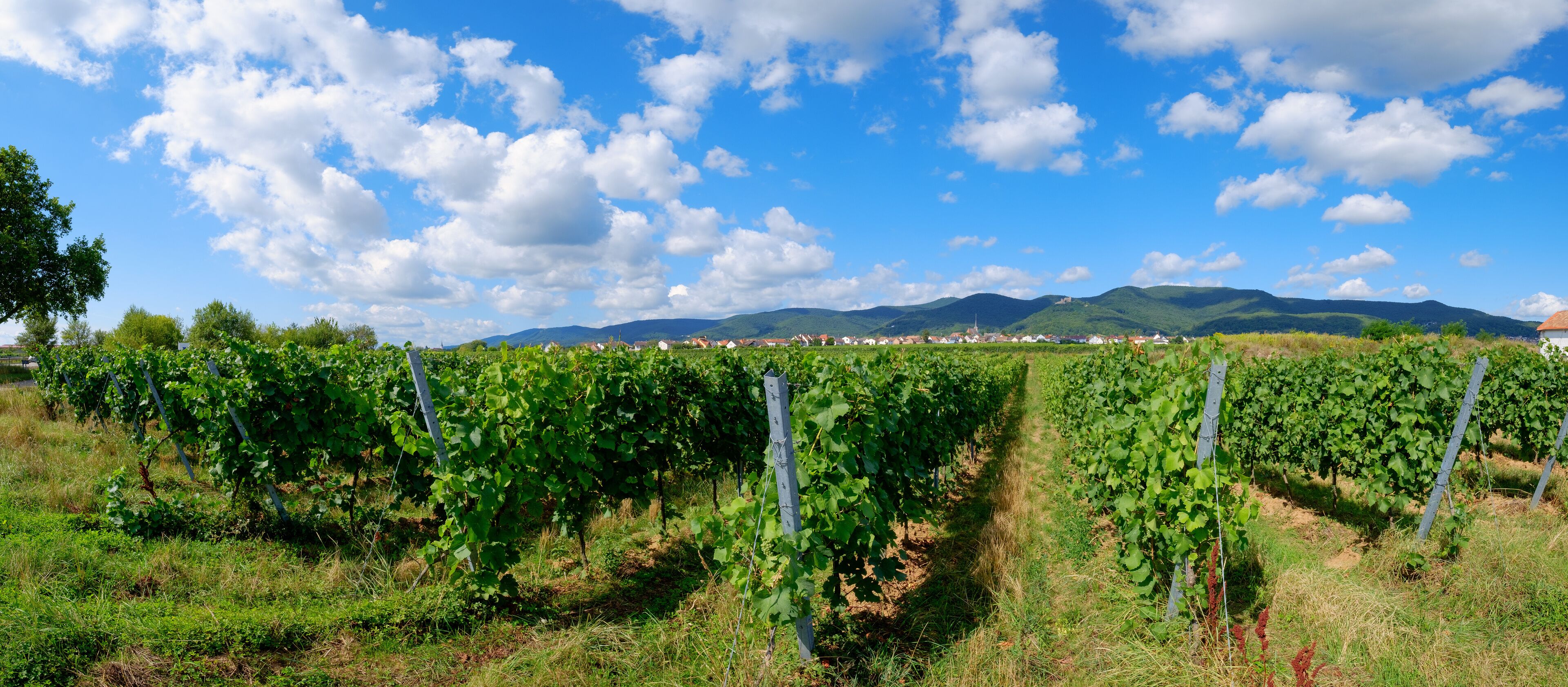 Weinberg in der Südpfalz