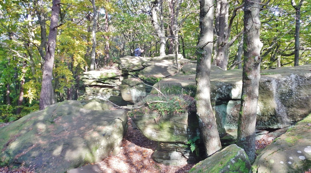 Steinernes Meer im Naturpark und Biosphärenreservat Pfälzerwald