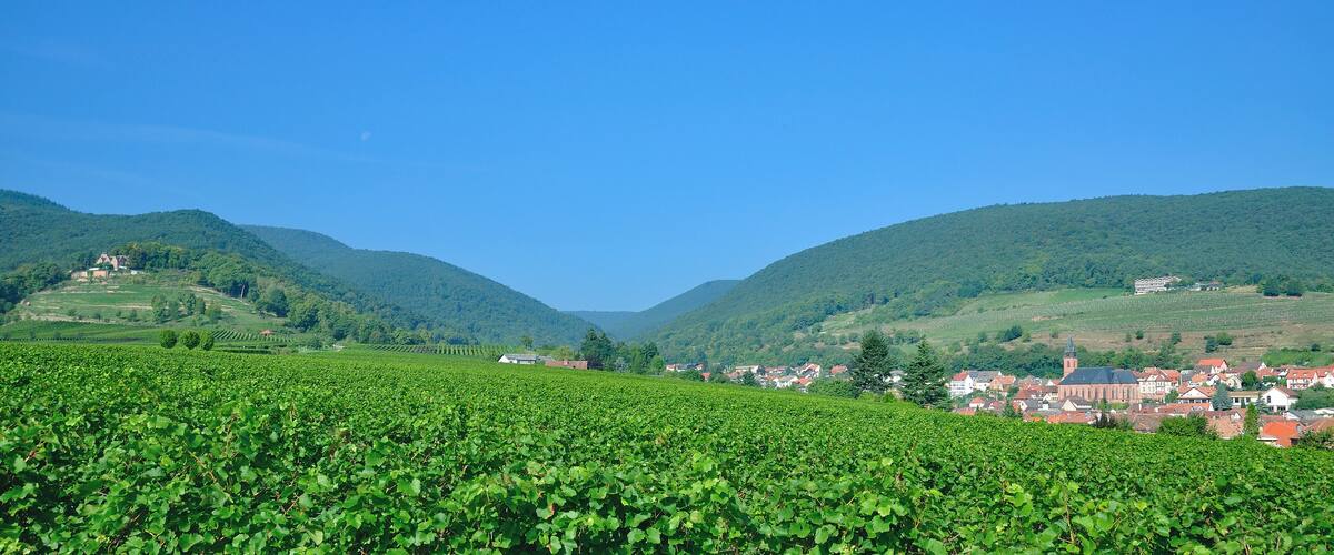 A vineyard with rows of grapevines, a town with red-roofed buildings, and green hills in the background.
