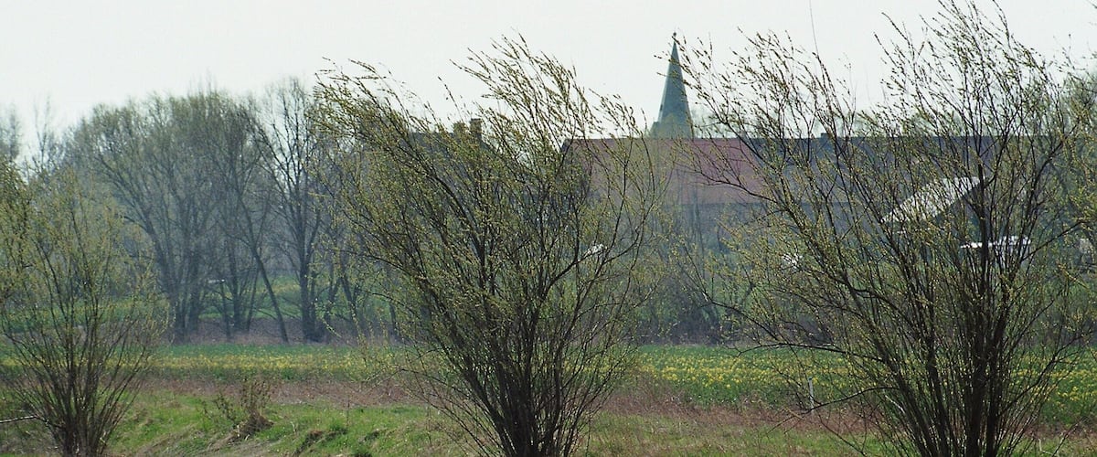A field with young trees and a distant church spire.