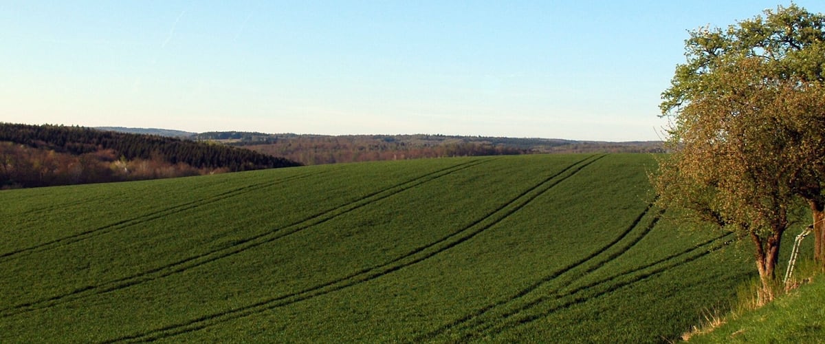 Un extenso campo verde con surcos marcados, un árbol a la derecha y una colina boscosa al fondo.
