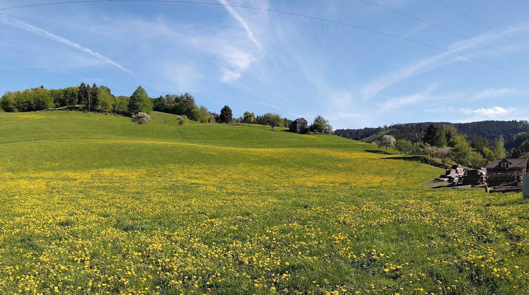 Eine Wiese voller Löwenzahn im Rosenthal in Leutenberg.