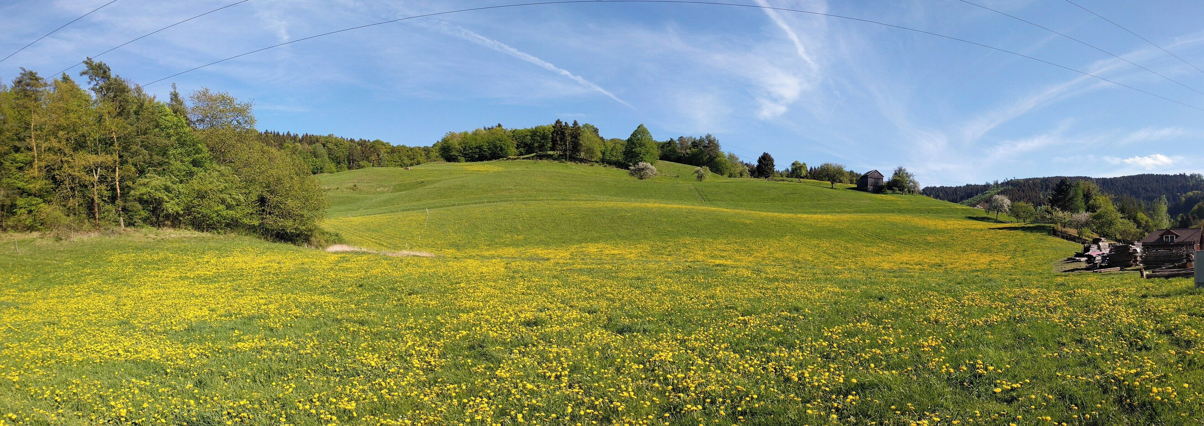 A lush green field with yellow flowers, a hill with trees, and a clear blue sky.