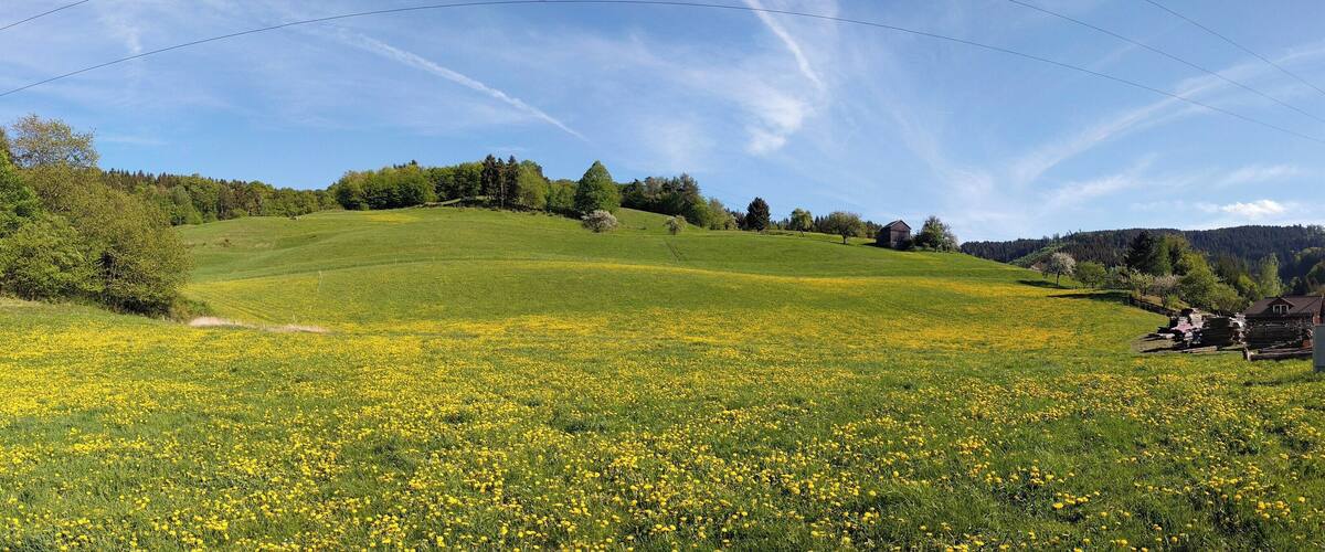 A lush green field with yellow flowers, a hill with trees, and a clear blue sky.