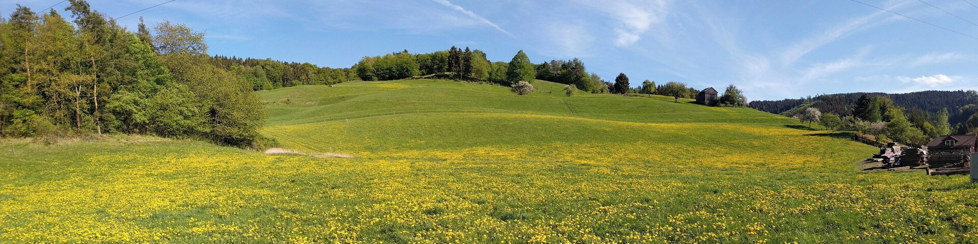 A lush green field with yellow flowers, a hill with trees, and a clear blue sky.