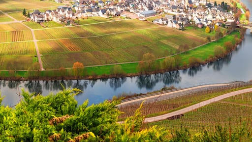 Moselle loop at the city Trittenheim in Germany