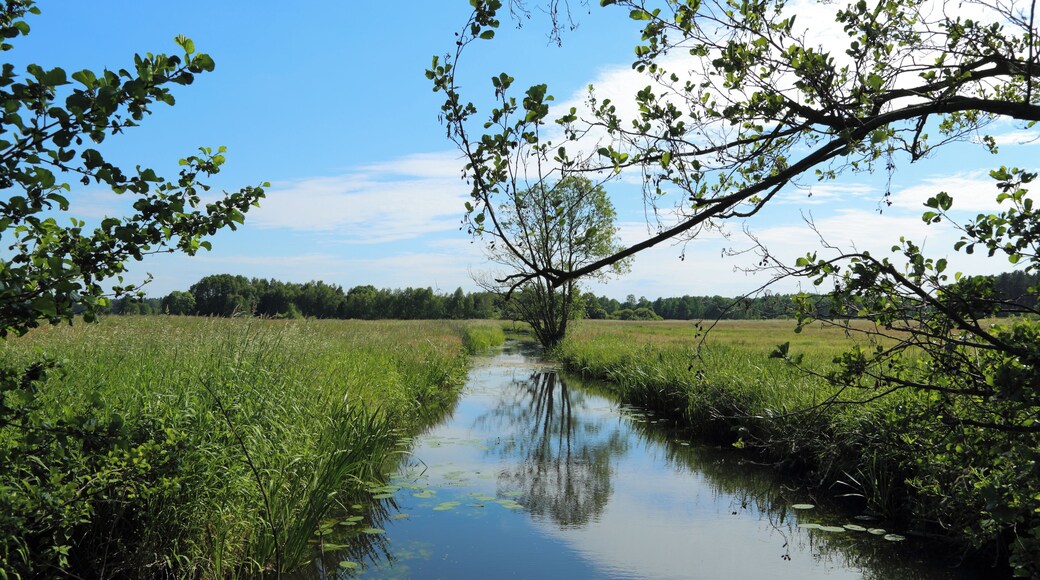 The river Ressener Mühlenfließ. At this point between Guhlen and it forms the municipality border between Märkische Heide and Schwielochsee, Landkreis Dahme-Spreewald, Brandenburg, Germany.