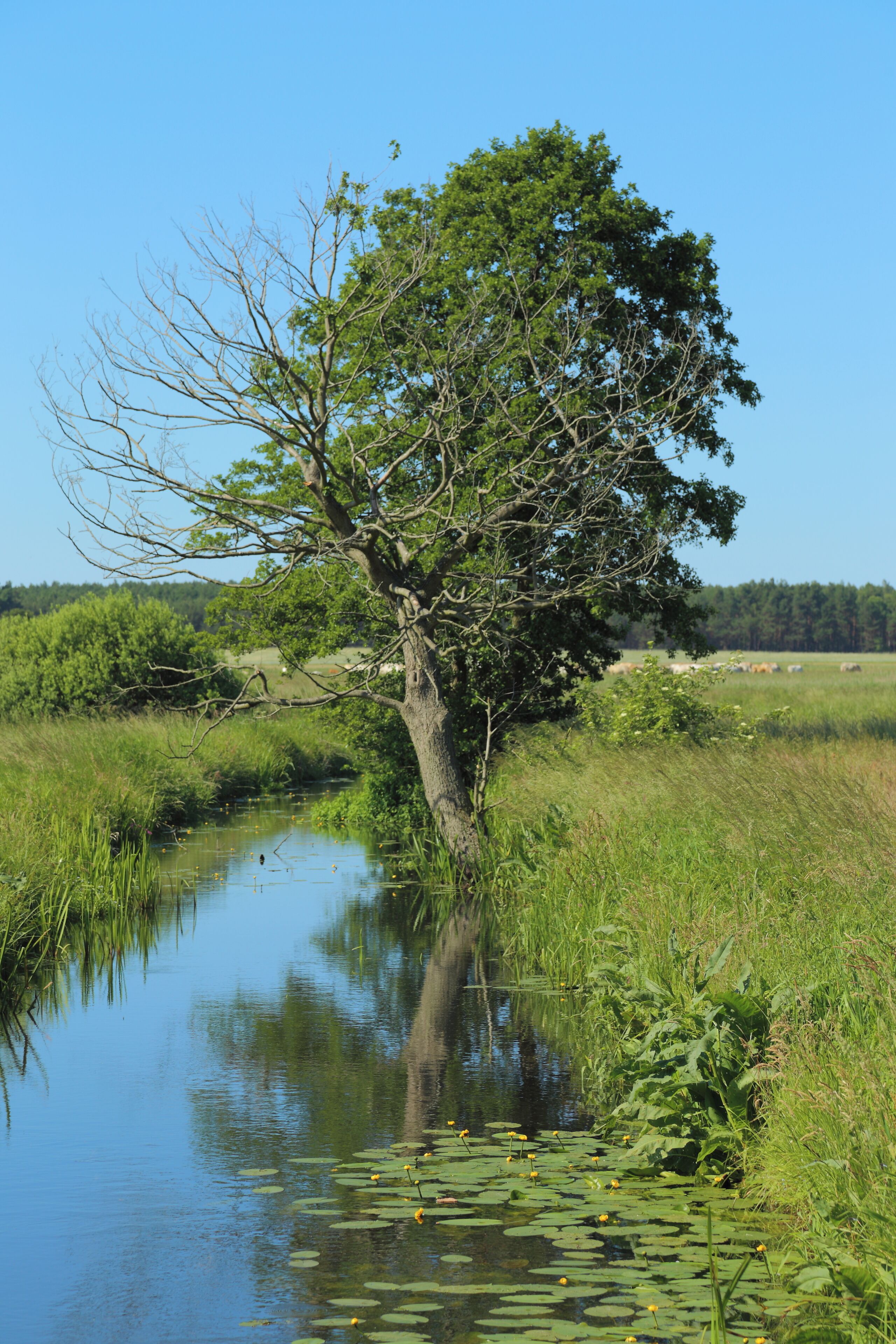 The river Ressener Mühlenfließ. At this point between Guhlen and it forms the municipality border between Märkische Heide and Schwielochsee, Landkreis Dahme-Spreewald, Brandenburg, Germany.