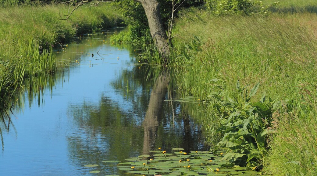 The river Ressener Mühlenfließ. At this point between Guhlen and it forms the municipality border between Märkische Heide and Schwielochsee, Landkreis Dahme-Spreewald, Brandenburg, Germany.