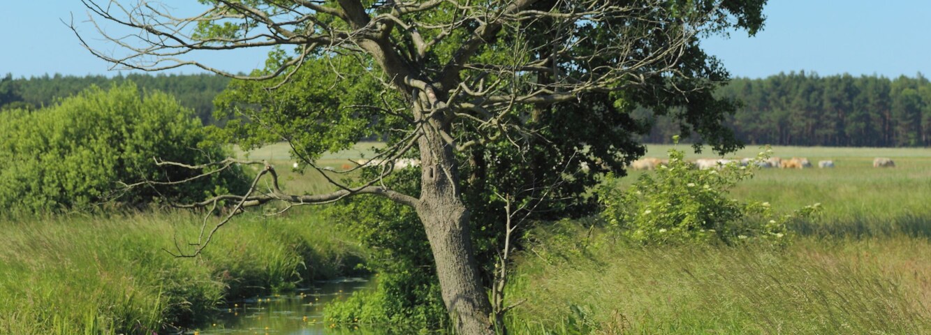 The river Ressener Mühlenfließ. At this point between Guhlen and it forms the municipality border between Märkische Heide and Schwielochsee, Landkreis Dahme-Spreewald, Brandenburg, Germany.