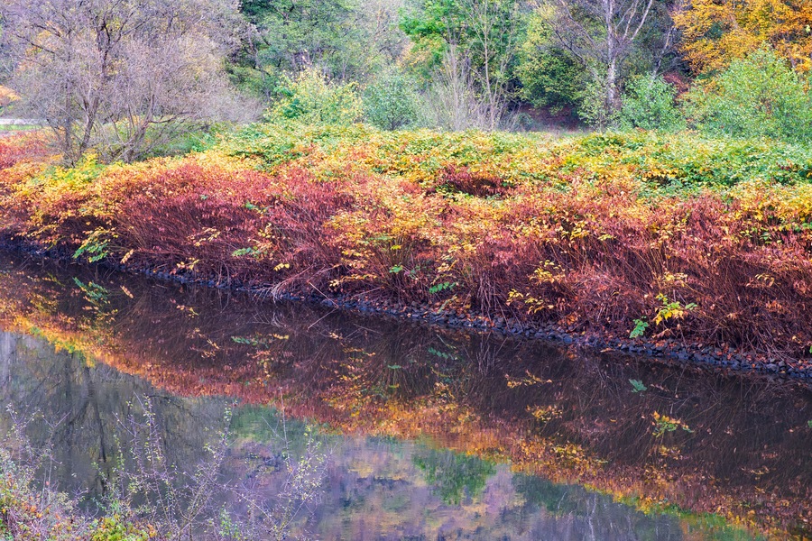 Reflection of the autumn-colored bushes on the banks of the Lahn near Laurenburg/Germany