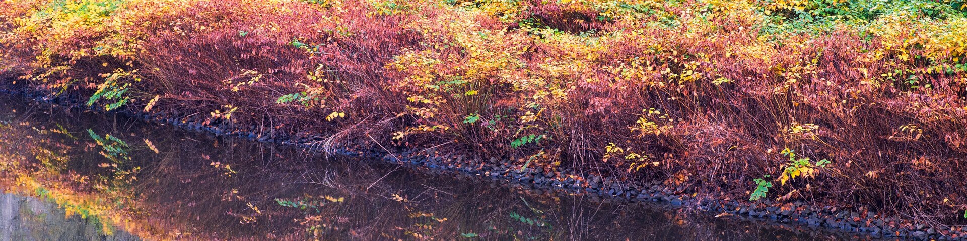 Reflection of the autumn-colored bushes on the banks of the Lahn near Laurenburg/Germany