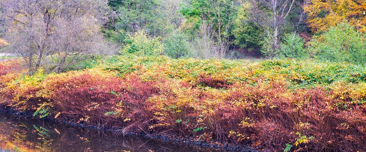 A river with autumn foliage reflecting on the water, surrounded by trees and bushes.