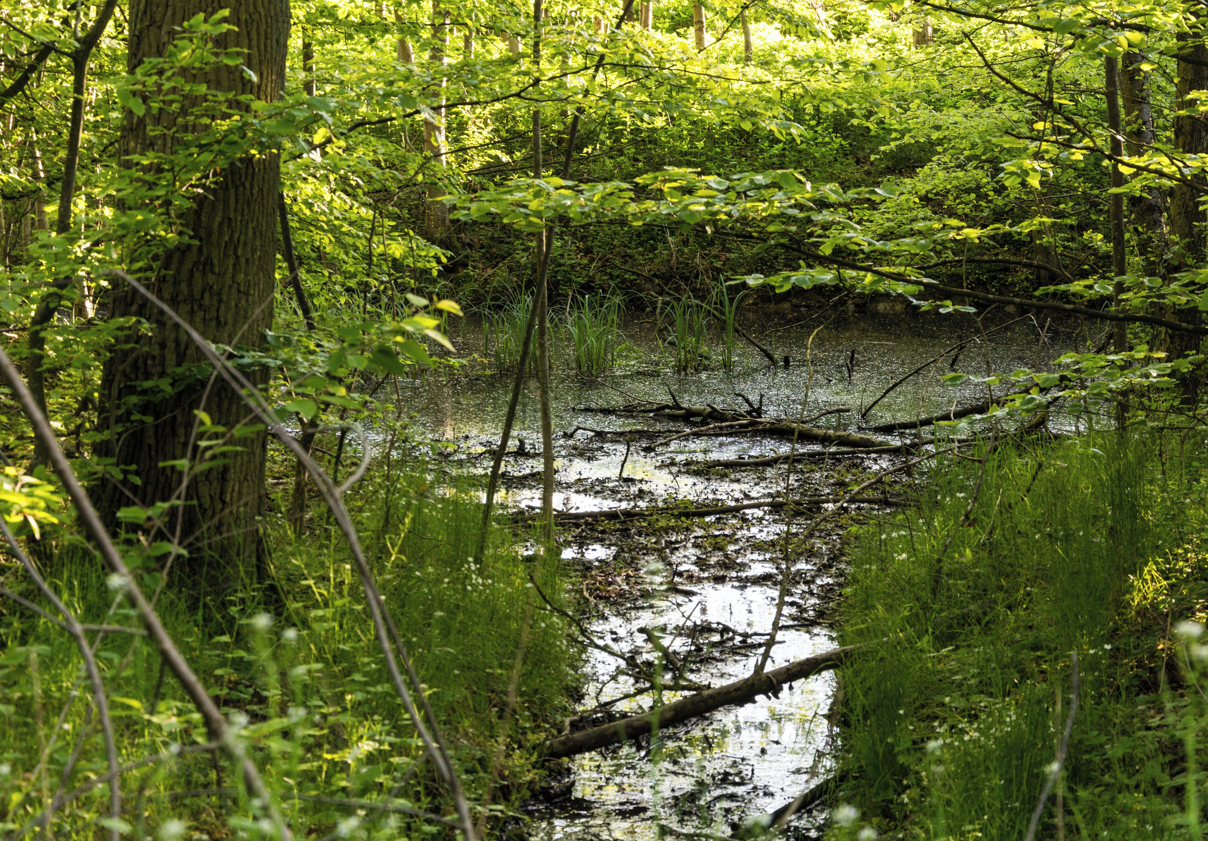 Naturdenkmal Weiher in Künzelsau, Hohenlohekreis, Schutzgebiets-Nr. 81260460037