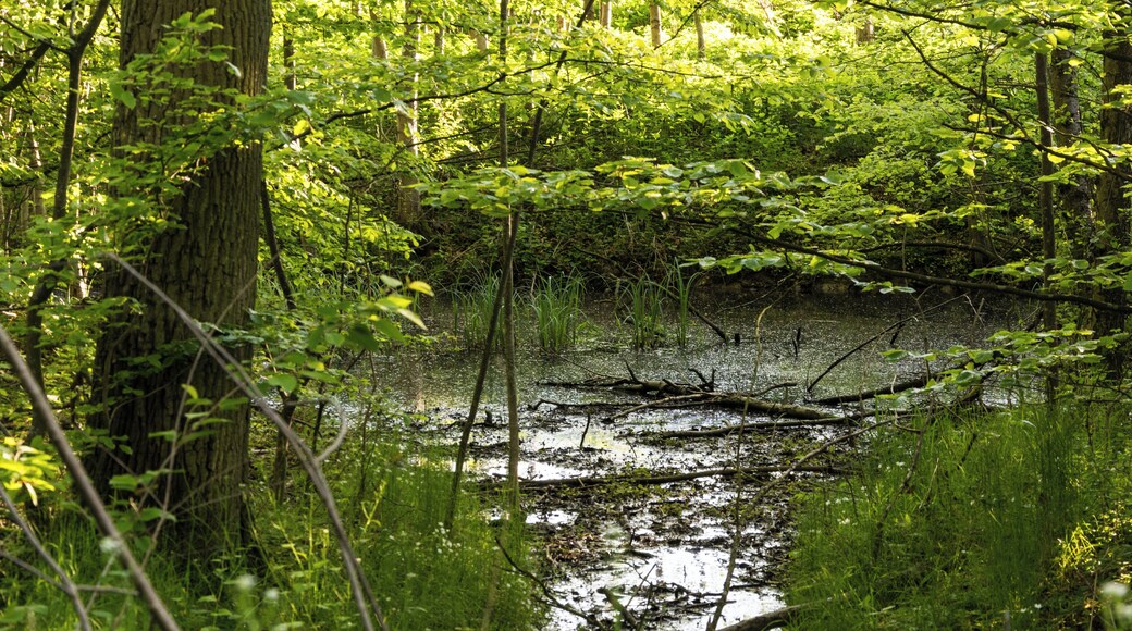 Naturdenkmal Weiher in Künzelsau, Hohenlohekreis, Schutzgebiets-Nr. 81260460037