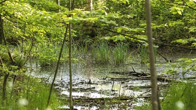 Naturdenkmal Weiher in KĂŒnzelsau, Hohenlohekreis, Schutzgebiets-Nr. 81260460037